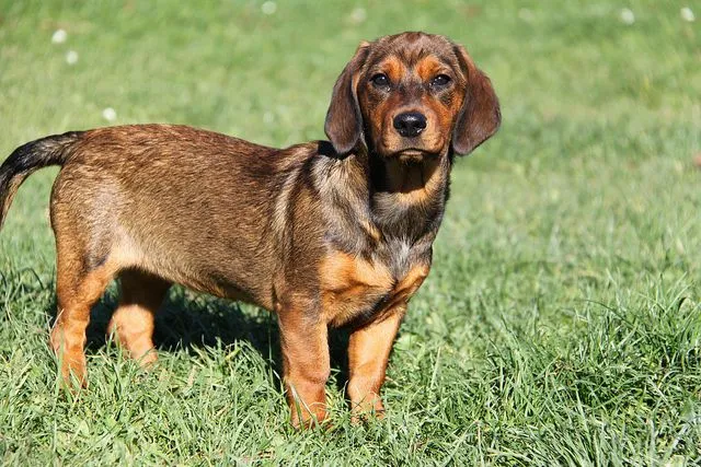 Alpine Dachsbracke